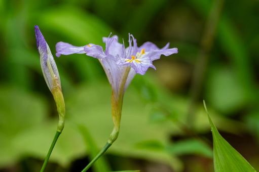 ヒメシャガ⑴ 春,花,ヒメシャガの写真素材
