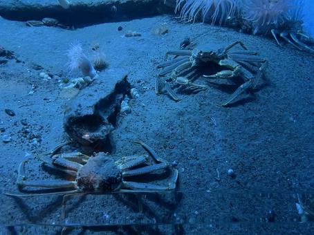 深海の蟹 深海の蟹の写真
