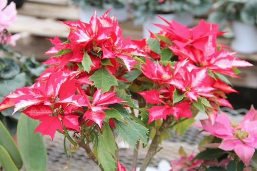 ポインセチア　咲く風景 ポインセチア,観葉植物,コントラストの写真素材