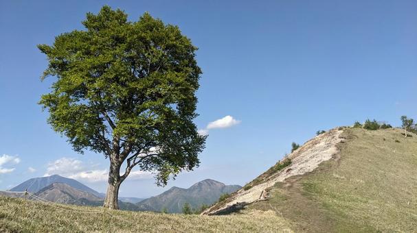 中倉山、孤高のブナ 中倉山、孤高のブナ 空,自然,風景の写真素材