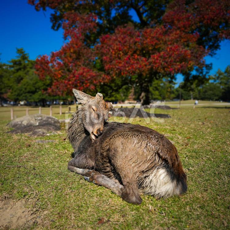 奈良公園の鹿 鹿,動物,自然の写真素材