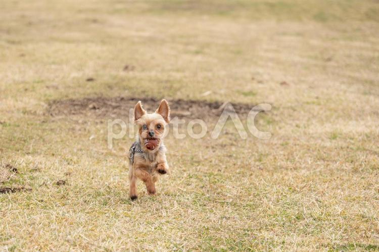 ボール遊びをするヨークシャテリア 犬,いぬ,イヌの写真素材