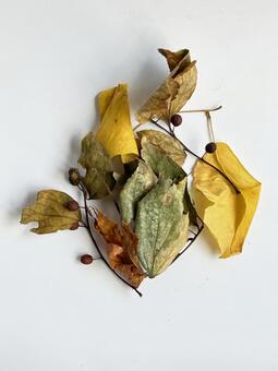 枯れ枝と赤い実03 枯れ枝,赤い実,細いの写真素材