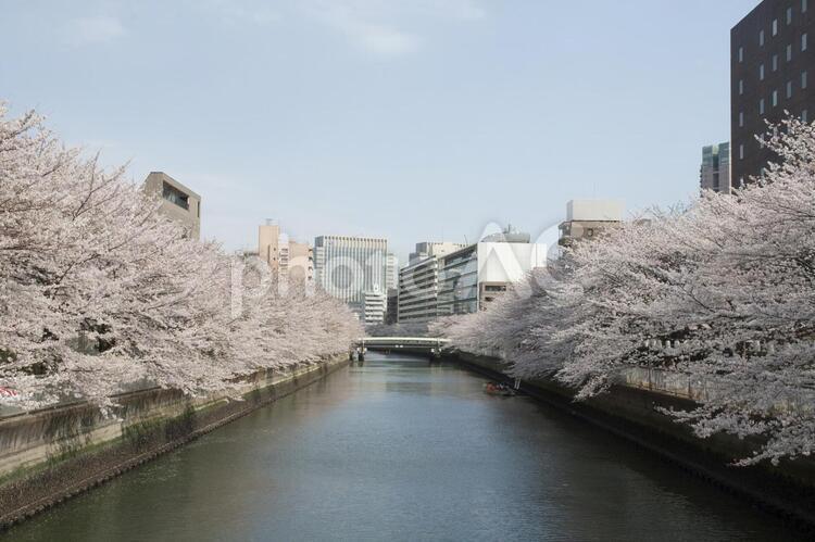 桜　水辺　 川,水辺,きれいの写真素材