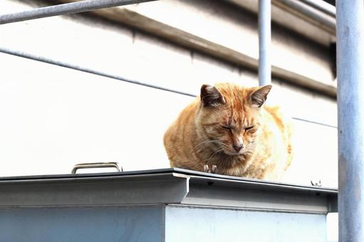 野良猫 野良猫の写真