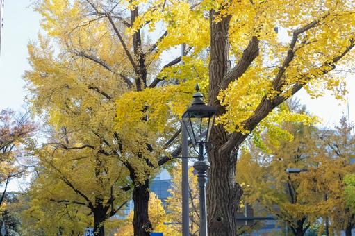秋の気配・青空に映える黄色のイチョウ 秋の気配・青空に映える黄色のイチョウ 紅葉,秋,イチョウの写真素材