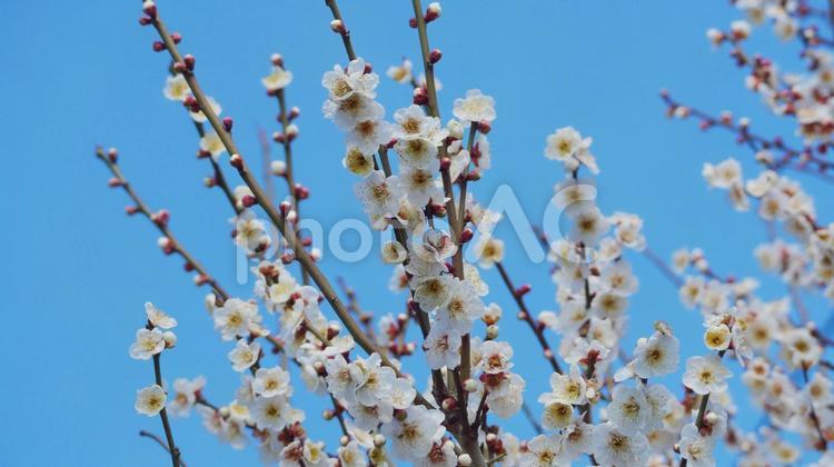 青空と爽やかな白梅 白梅,ウメ,白の写真素材