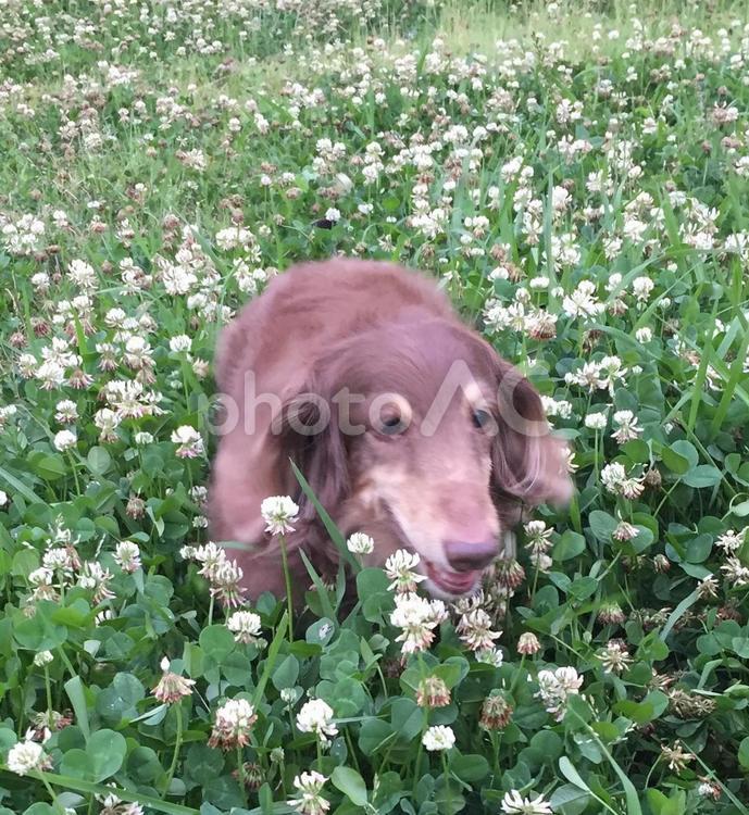 お花畑で笑顔 ミニチュアダックスフンド,犬,ペットの写真素材