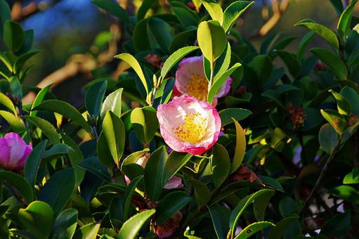 陽射しとサザンカ サザンカ,山茶花,陽射しの写真素材