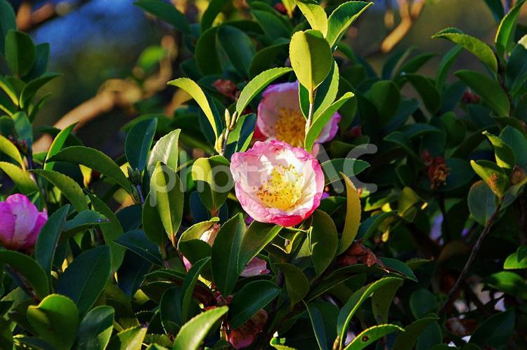 陽射しとサザンカ サザンカ,山茶花,陽射しの写真素材
