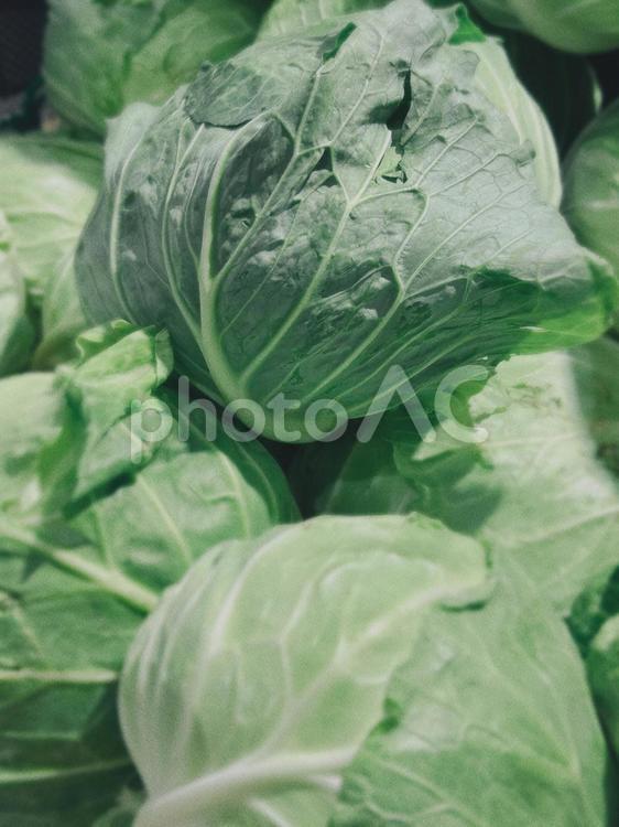 たくさんのきゃべつ きゃべつ,野菜,食材の写真素材