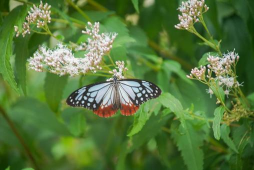 フジバカマとアサギマダラ 10月,秋,大原野の写真素材