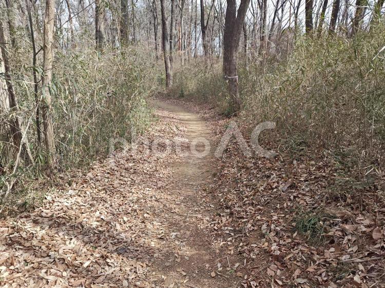 雑木林の小道 雑木林,林,山道の写真素材