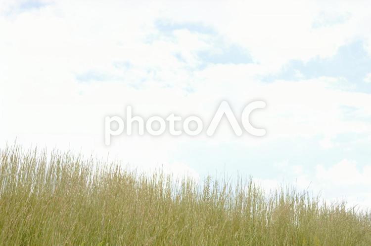 ホソムギの群生と秋の空 ホソムギ,イネ科,雑草の写真素材