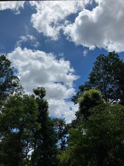 夏の空4 夏の空4の写真
