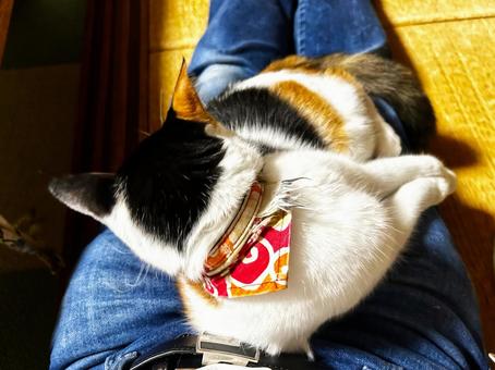 膝の上で毛繕いする三毛猫 膝の上で毛繕いする三毛猫の写真