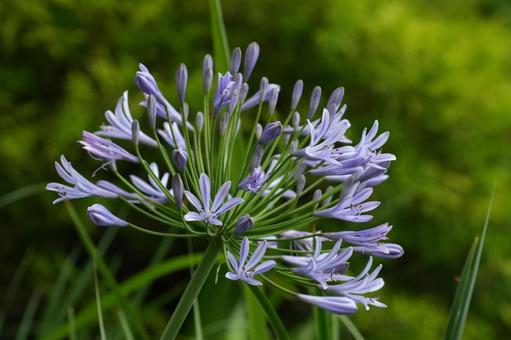 Photo, agapanthus, purple clam, summer flowers, 
