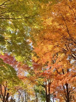 森の紅葉 秋,もみじ,赤の写真素材