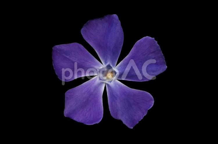 ツルニチニチソウの花　切り抜き黒背景 ツルニチニチソウ,青,紫の写真素材