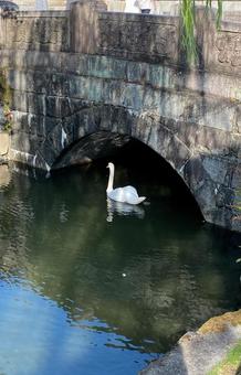 白鳥 白鳥の写真