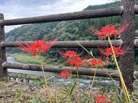 彼岸花 彼岸花 彼岸花,秋の花,花の写真素材