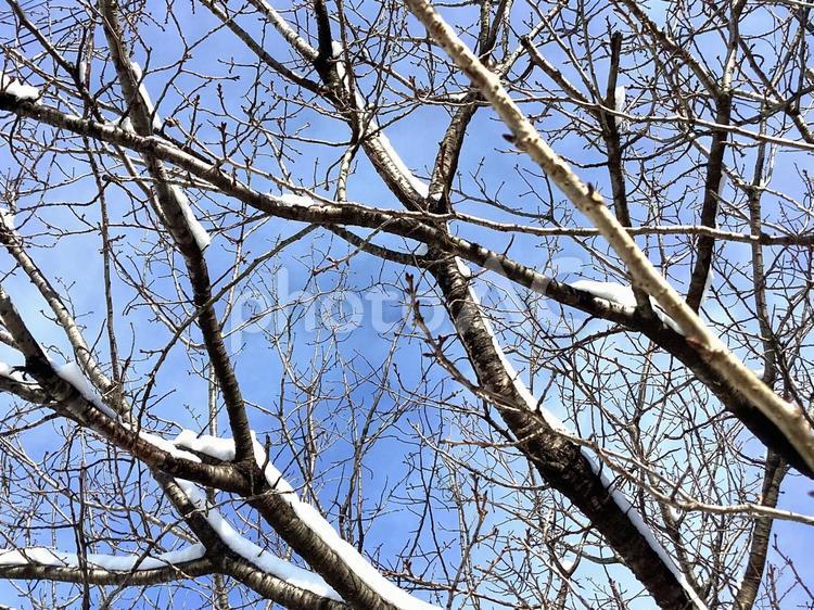 雪の積もった冬の桜の枝 雪,積もる,枝の写真素材