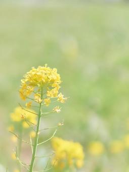 緑背景ハイキー調彩度低めの菜の花アブラナ 緑背景ハイキー調彩度低めの菜の花アブラナ 菜の花,アブラナ,からし菜の写真素材