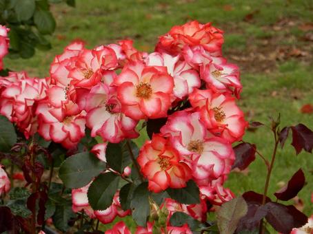【薔薇の写真】バラの花 【薔薇の写真】バラの花 の写真