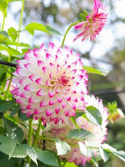 ダリア 花,自然,景色の写真素材