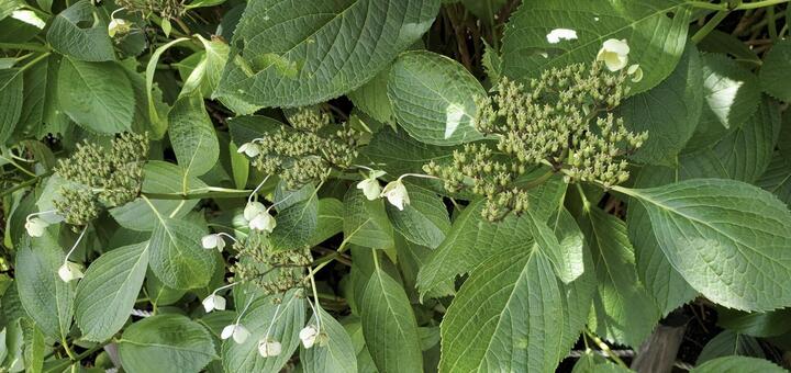 枯れた額紫陽花 額紫陽花,花,植物の写真素材