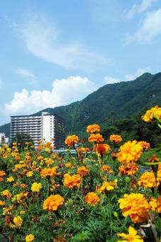 風景とオレンジの花 風景とオレンジの花の写真