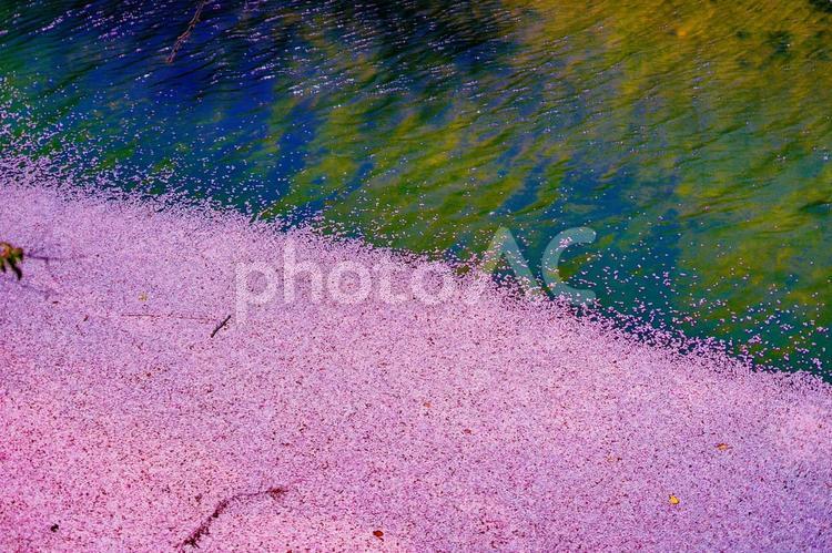 花びらが漂う水辺の風景 花びら,漂う,水辺の写真素材