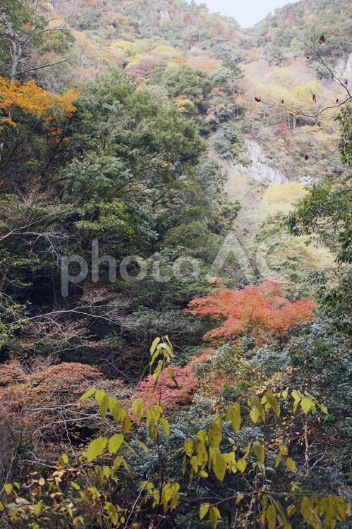 秋の訪れ 植物,屋外,赤の写真素材