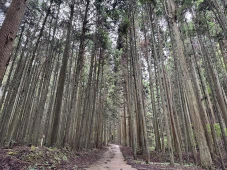 まっすぐ伸びる杉の木々に囲まれた森の小道 まっすぐ伸びる杉の木々に囲まれた森の小道 杉,杉の木,森の写真素材