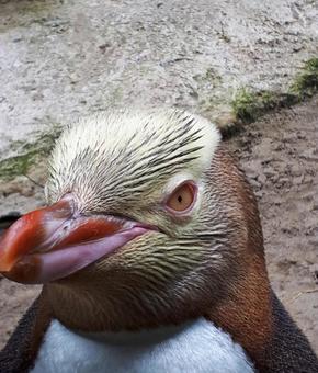 キンメペンギン~ニュージーランド キンメペンギン~ニュージーランド キンメペンギン,キガシラペンギン,イエローアイドの写真素材