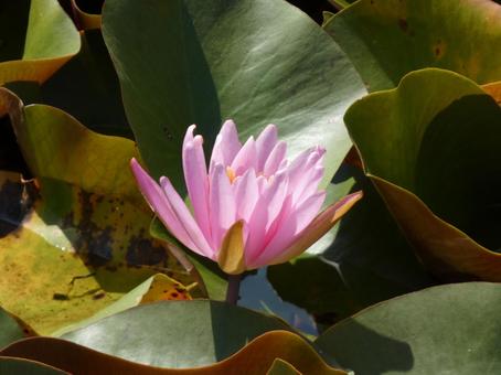 睡蓮花 睡蓮花の写真