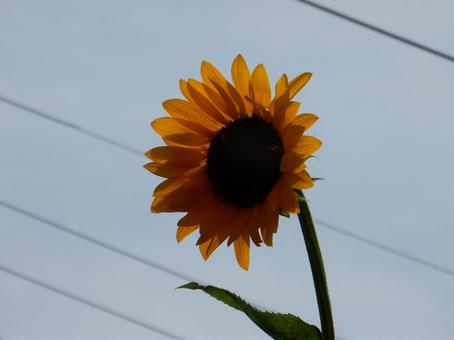 【花の写真】ヒマワリ(向日葵) 【花の写真】ヒマワリ(向日葵)の写真