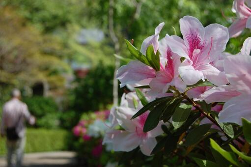 長谷寺の花の写真