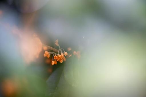 キンモクセイの写真