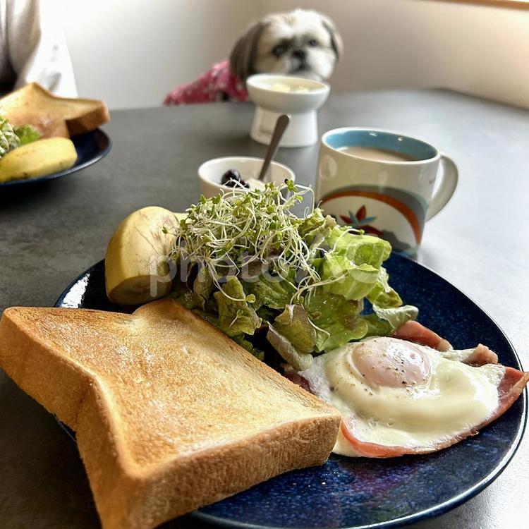 休日の朝食と愛犬 旦那飯,男の料理,手料理の写真素材