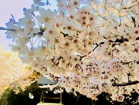 身近な桜 身近な桜の写真
