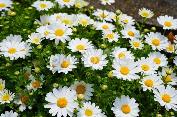 白くて可憐な花　ノースポール③ 花,フラワー,ノースポールの写真素材