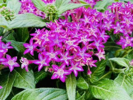 Pentas Purple, JPG Pentas Purple, JPG