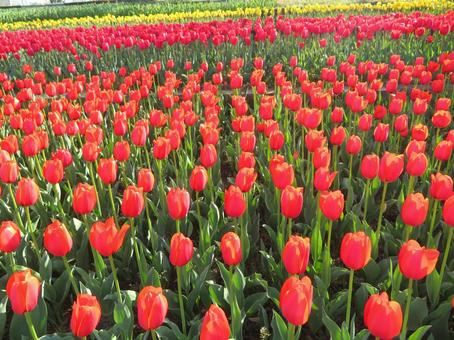 Red tulips, JPG