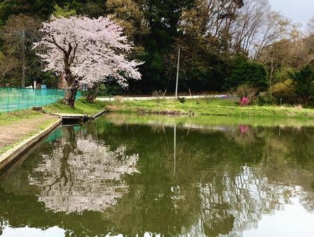 水辺の桜 水辺の桜の写真