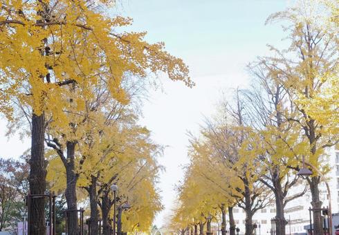 銀杏並木 銀杏並木 四季,自然,風景の写真素材