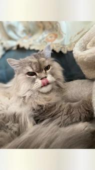 くつろぐにゃんこ　1の写真