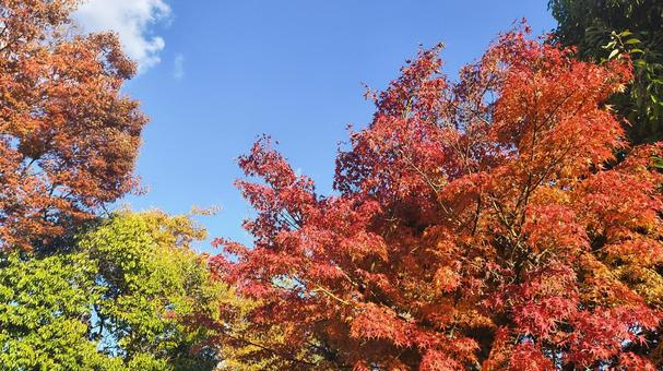 紅葉の楽しみ方 紅葉,秋,イメージの写真素材