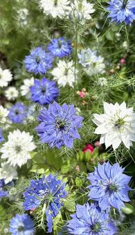 ニゲラの花畑(縦) ニゲラの花畑(縦)の写真