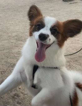 楽しくて仕方がない犬 楽しくて仕方がない犬 パピヨン,papillon,犬の写真素材